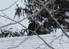 Black Vulture (1)
