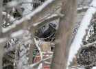 Black Vulture (10)