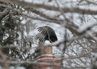 Black Vulture (18)