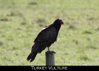 020 - 201 Turkey Vulture