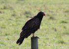 101Turkey Vulture