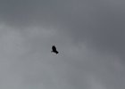 Turkey Vulture (1)