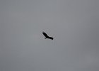 Turkey Vulture (2)