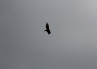 Turkey Vulture (3)