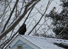 Turkey Vulture (4)