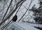 Turkey Vulture (5)