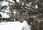 Turkey Vulture