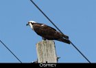 021 - 203 Osprey