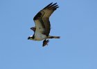 Osprey (10)
