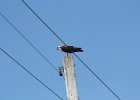 Osprey (11)