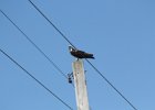 Osprey (14)