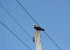 Osprey (15)