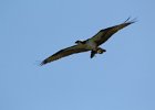 Osprey (27)