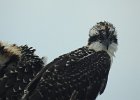Osprey (37)