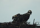 Osprey (38)