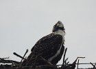 Osprey (39)