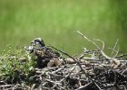 Osprey (46)