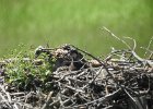 Osprey (52)