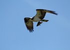 Osprey (9)