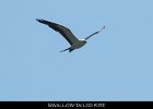 021 - 205 Swallow-tailed Kite