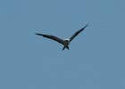 Swallow-tailed Kite (1)