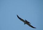 Swallow-tailed Kite (10)