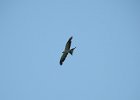 Swallow-tailed Kite (11)