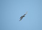 Swallow-tailed Kite (12)