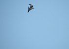 Swallow-tailed Kite (13)