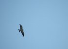 Swallow-tailed Kite (14)