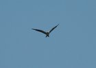 Swallow-tailed Kite (2)