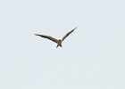 Swallow-tailed Kite (3)