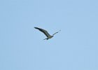 Swallow-tailed Kite (4)