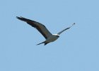 Swallow-tailed Kite (5)