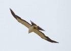 Swallow-tailed Kite (6)