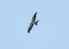 Swallow-tailed Kite (7)