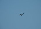 Swallow-tailed Kite (8)