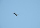 Swallow-tailed Kite (9)