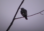 Mississippi Kite (1)