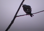 Mississippi Kite (2)