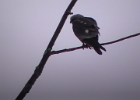 Mississippi Kite (3)