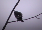 Mississippi Kite (4)