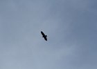 Bald Eagle (10)