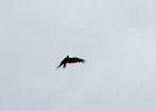 Bald Eagle (11)