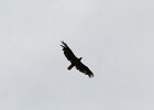 Bald Eagle (13)