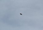 Bald Eagle (15)