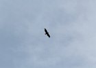 Bald Eagle (16)
