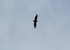 Bald Eagle (17)
