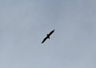 Bald Eagle (18)