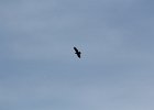 Bald Eagle (19)